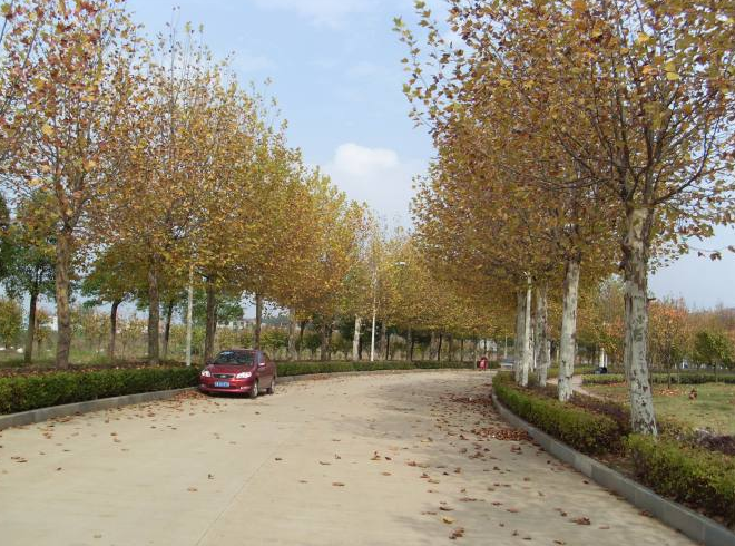 武汉工程大学芳郁大道